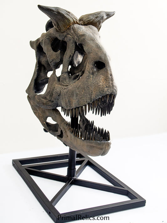 1:2 Carnotaurus sastrei skull