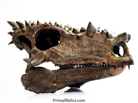 Dracorex (Pachycephalosaurus) skull