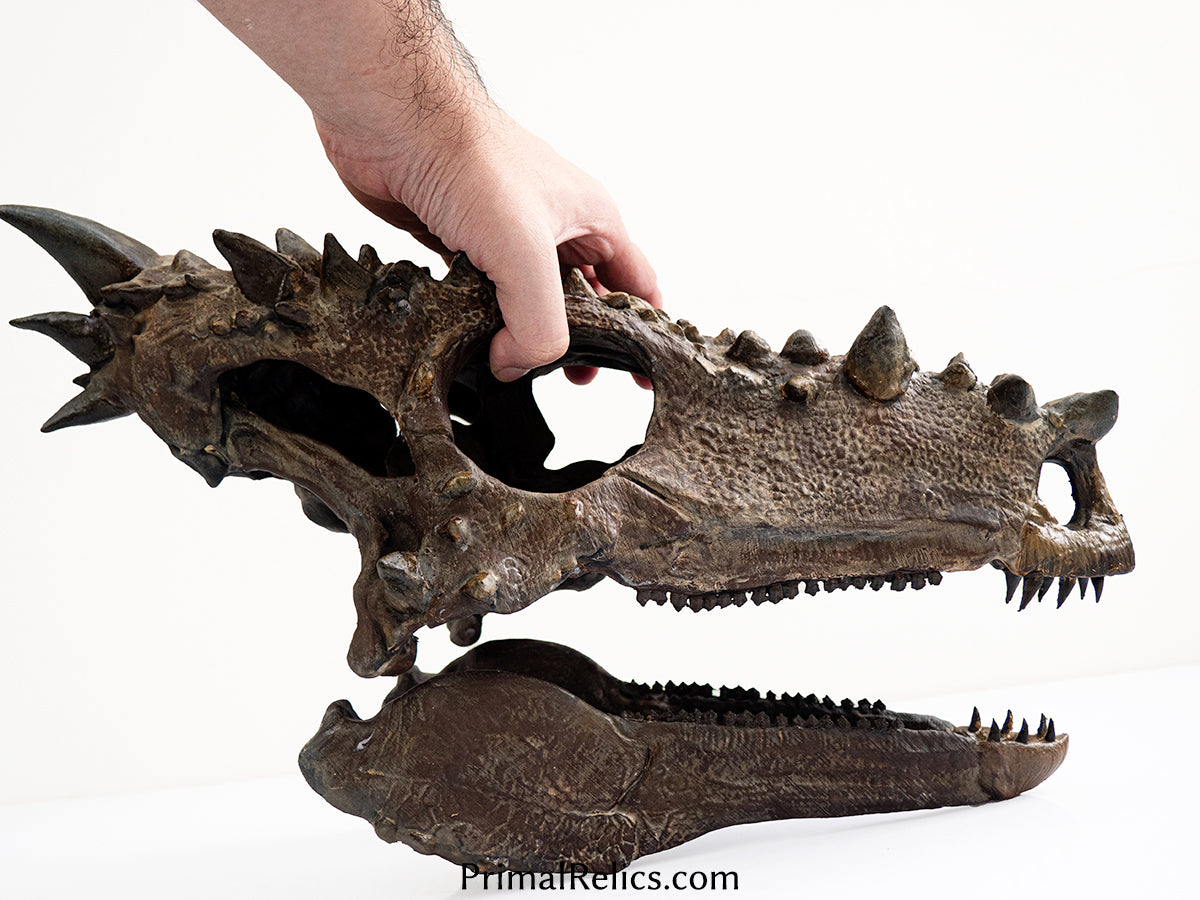 Dracorex (Pachycephalosaurus) skull