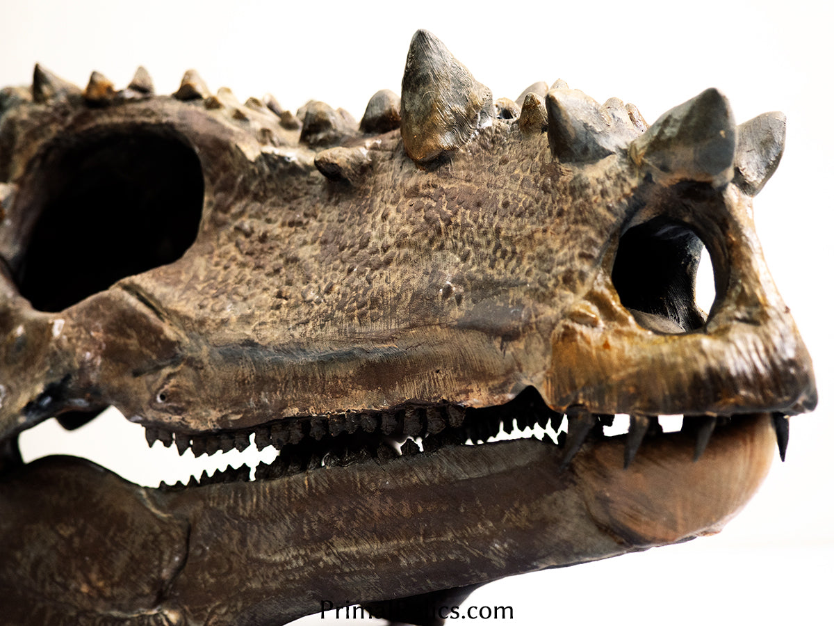 Dracorex (Pachycephalosaurus) skull