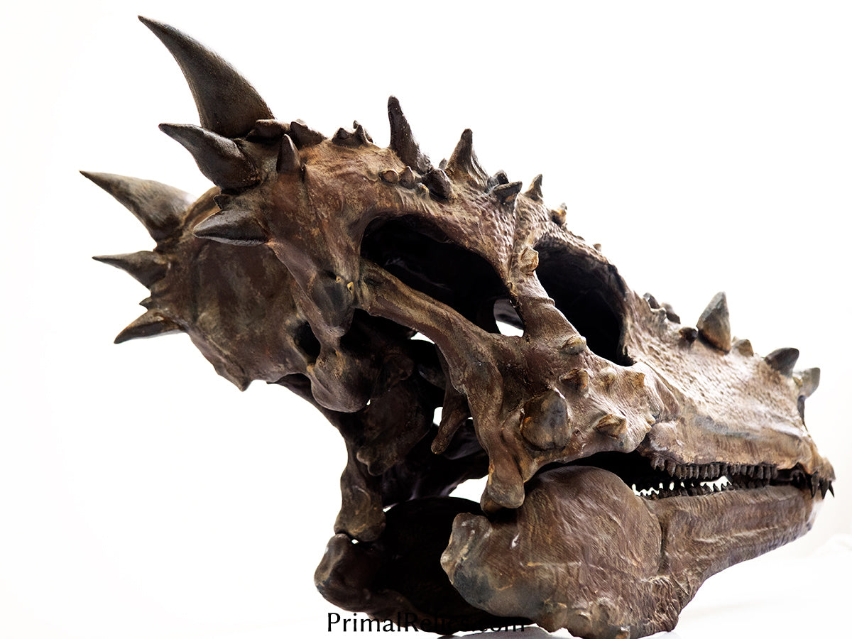 Dracorex (Pachycephalosaurus) skull