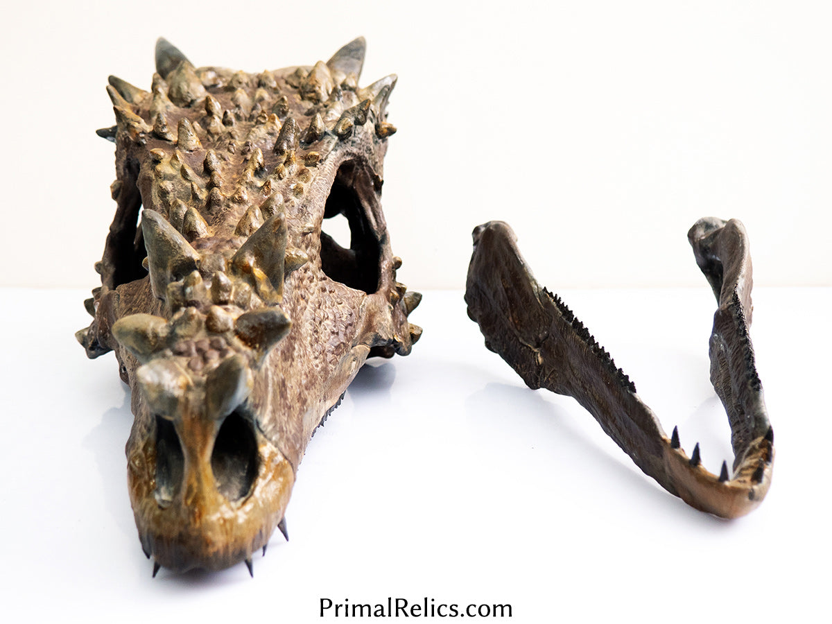 Dracorex (Pachycephalosaurus) skull