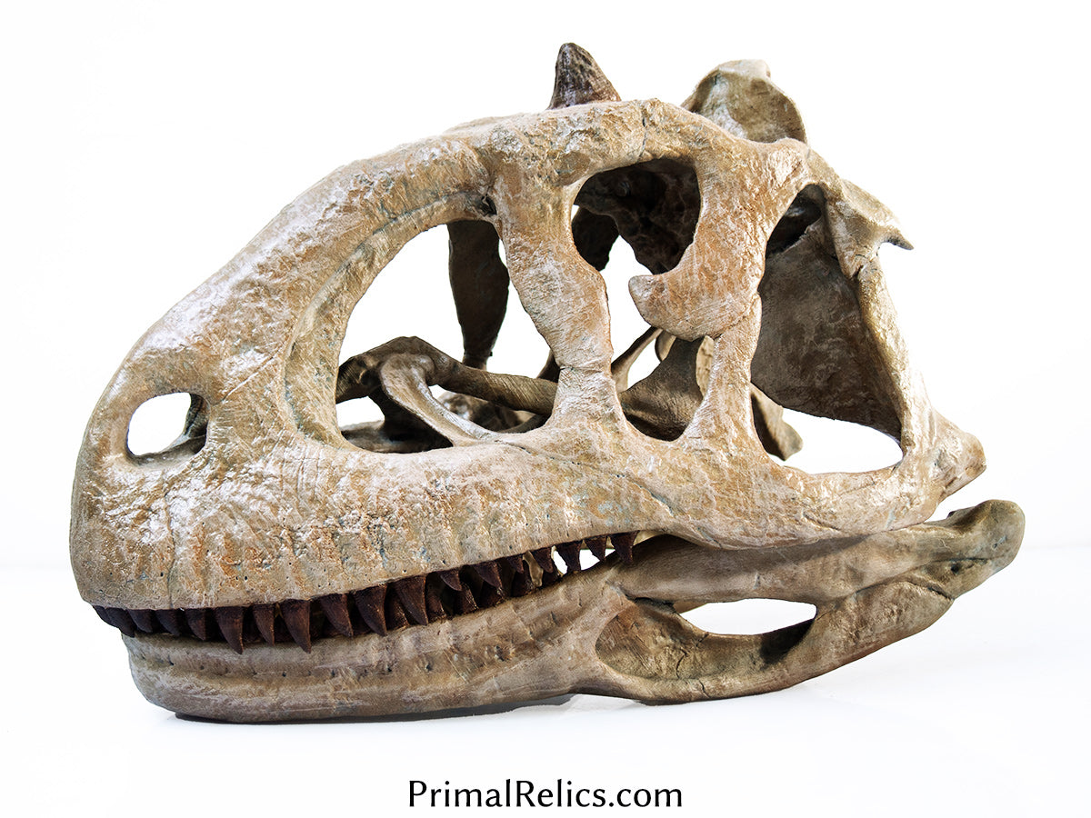 1:2 Majungasaurus skull