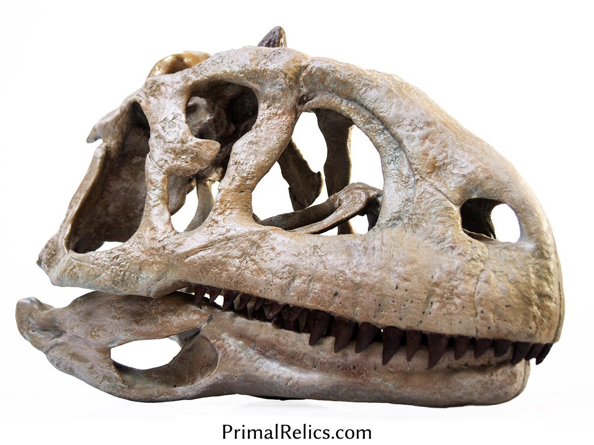 1:2 Majungasaurus skull