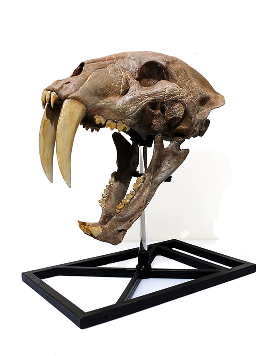 Machairodus skull (Sabertooth cat)