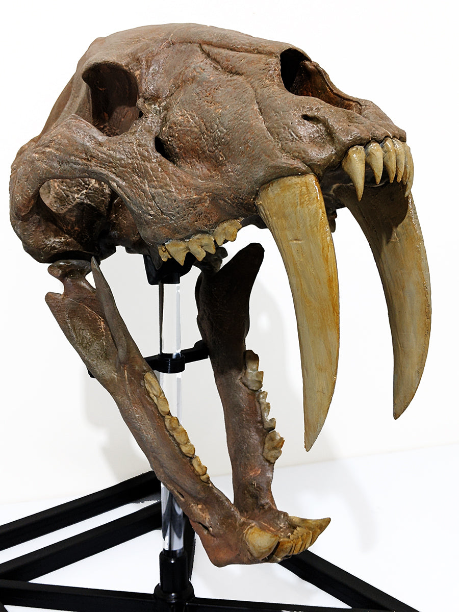 Machairodus skull (Sabertooth cat)