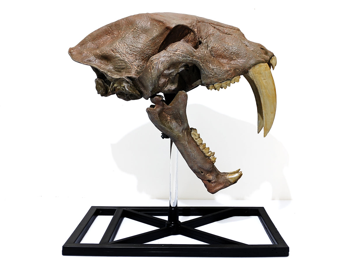 Machairodus skull (Sabertooth cat)