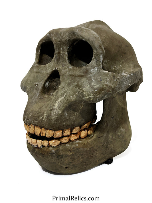 Paranthropus boisei skull