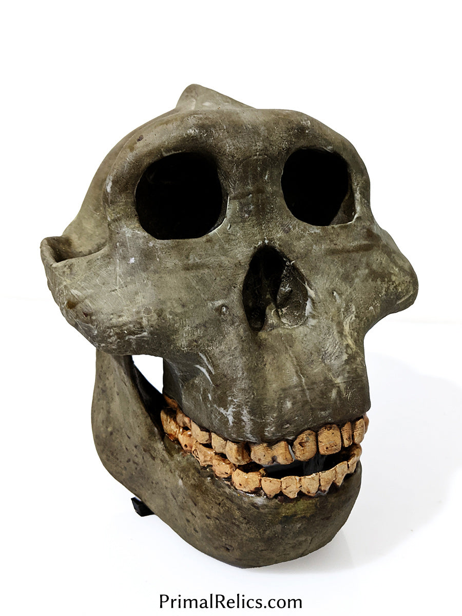 Paranthropus boisei skull