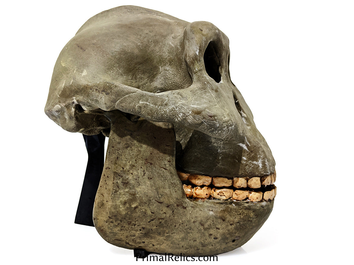 Paranthropus boisei skull