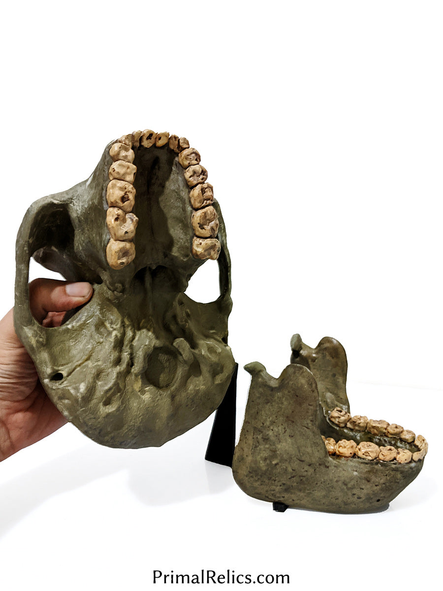 Paranthropus boisei skull