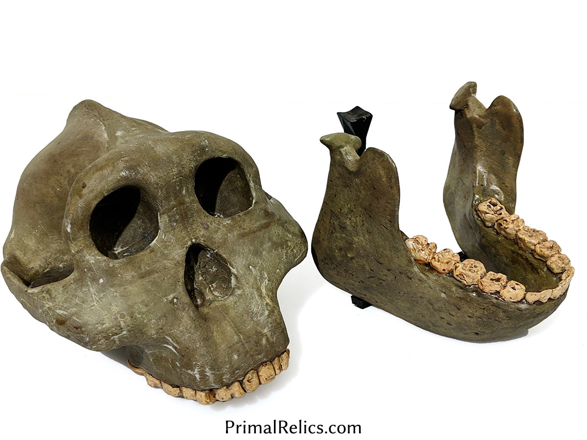 Paranthropus boisei skull