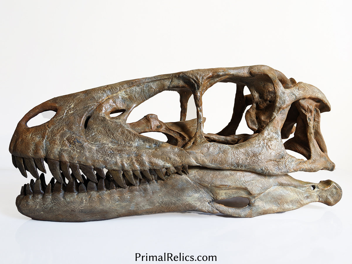 Deinonychus antirrhopus skull