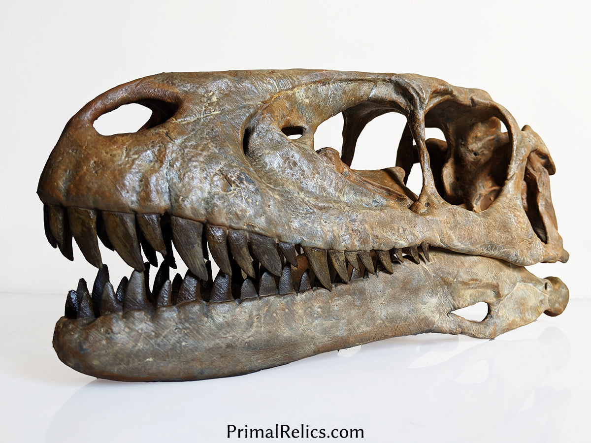 Deinonychus antirrhopus skull