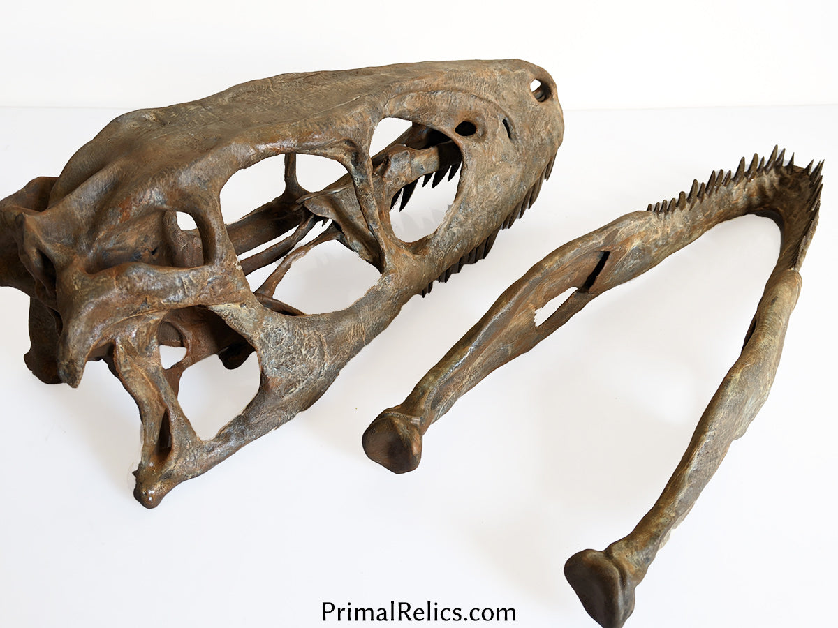 Deinonychus antirrhopus skull