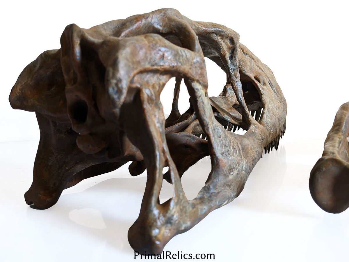 Deinonychus antirrhopus skull