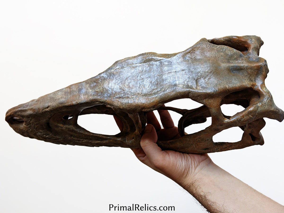 Deinonychus antirrhopus skull