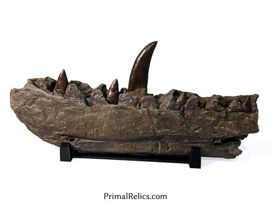Megalosaurus jaw replica
