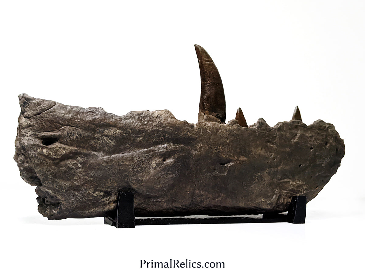 Megalosaurus jaw replica