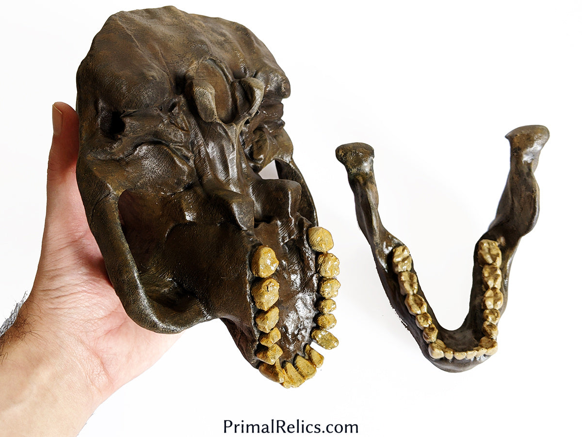 Australopithecus afarensis skull