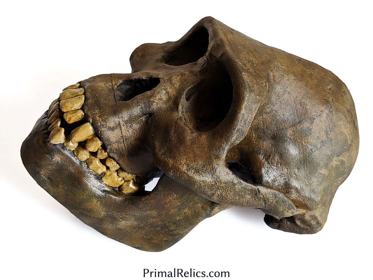 Australopithecus afarensis skull