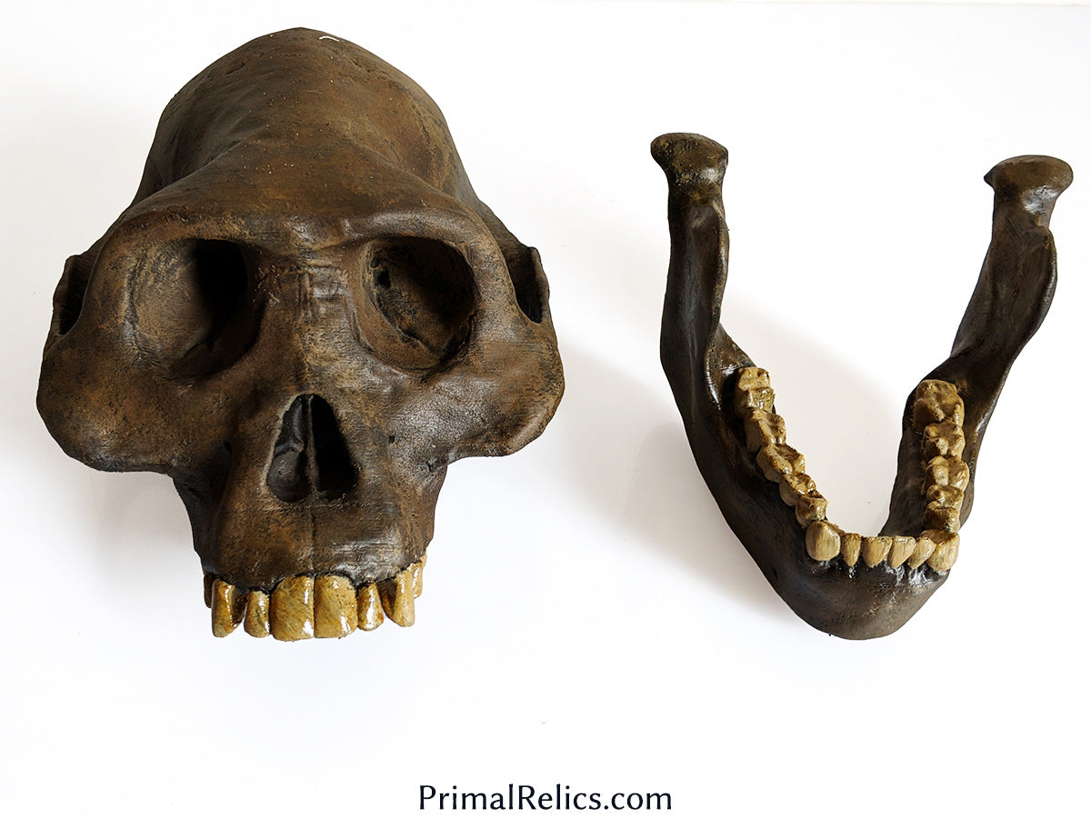 Australopithecus afarensis skull