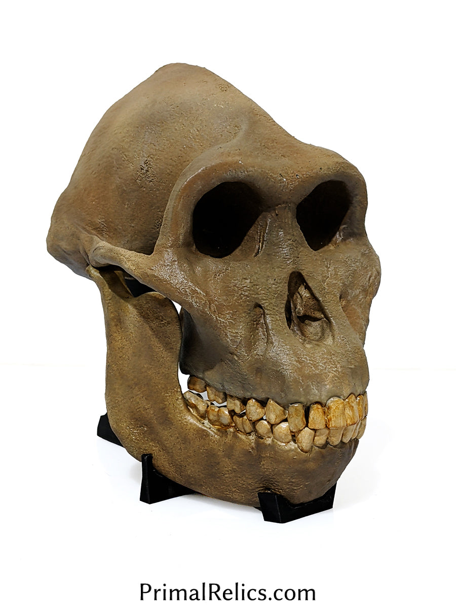 Australopithecus anamensis skull