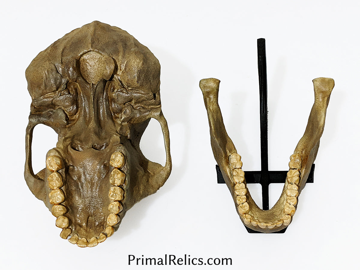 Australopithecus anamensis skull