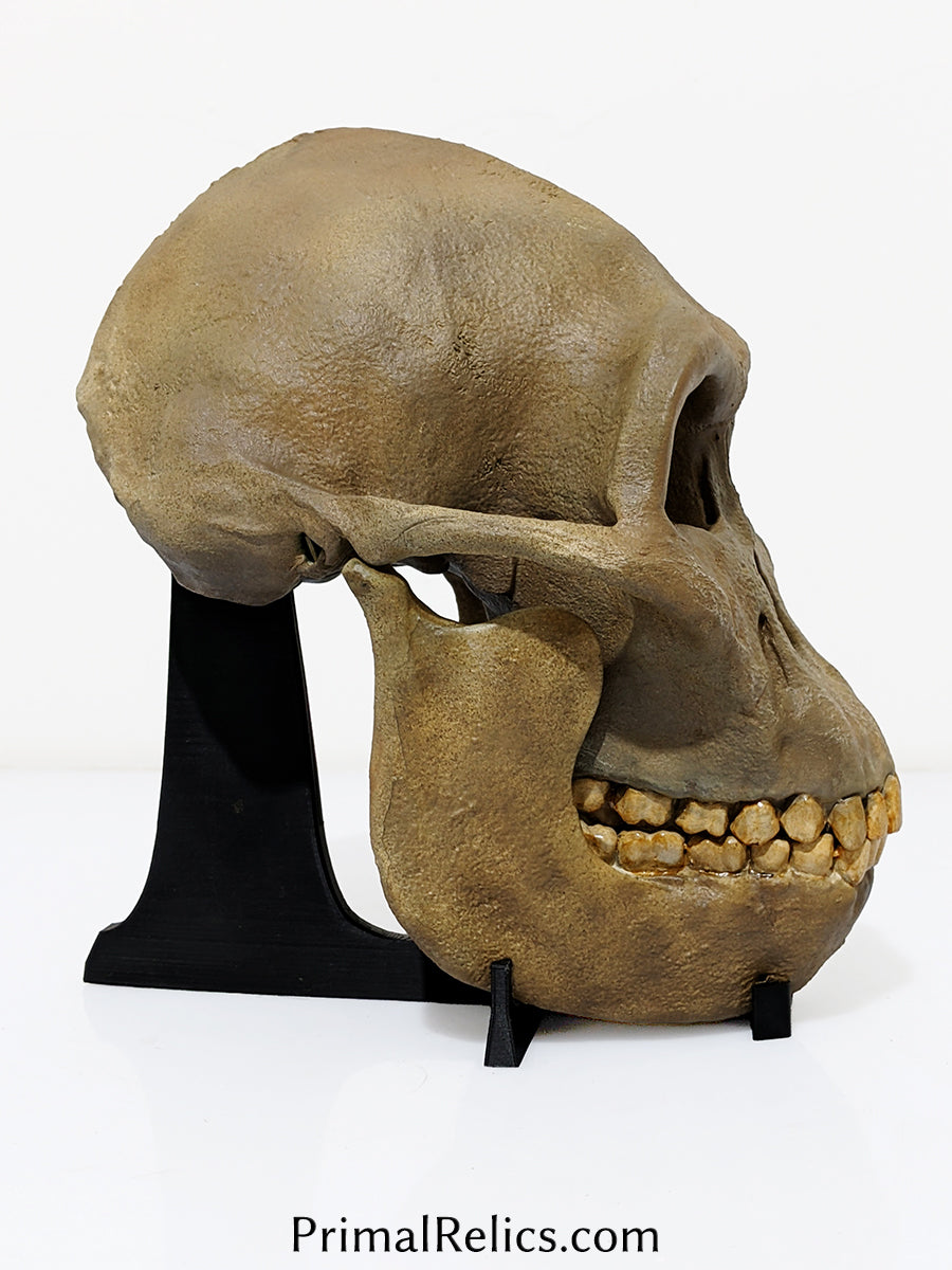 Australopithecus anamensis skull