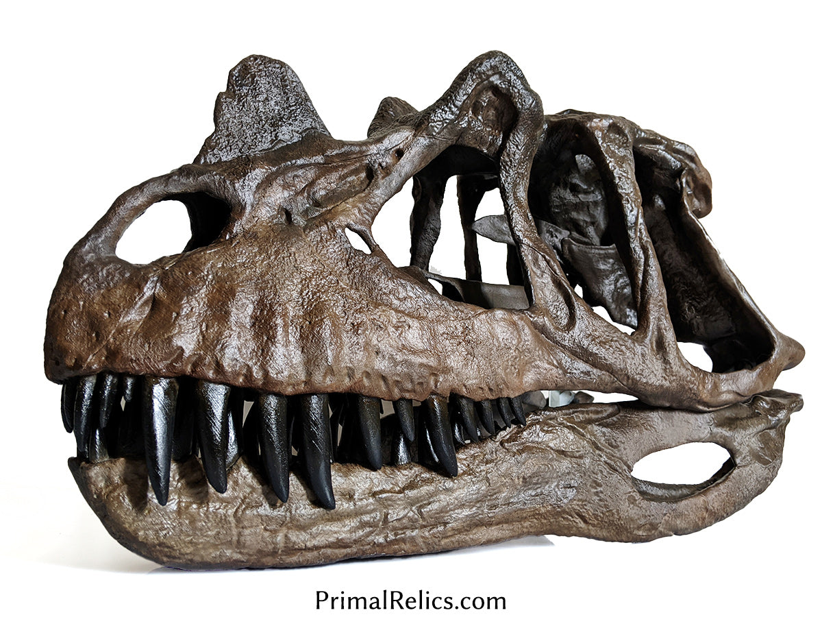 Ceratosaurus nasicornis skull