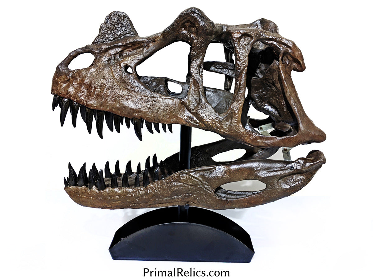 Ceratosaurus nasicornis skull