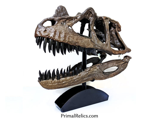 Ceratosaurus nasicornis skull