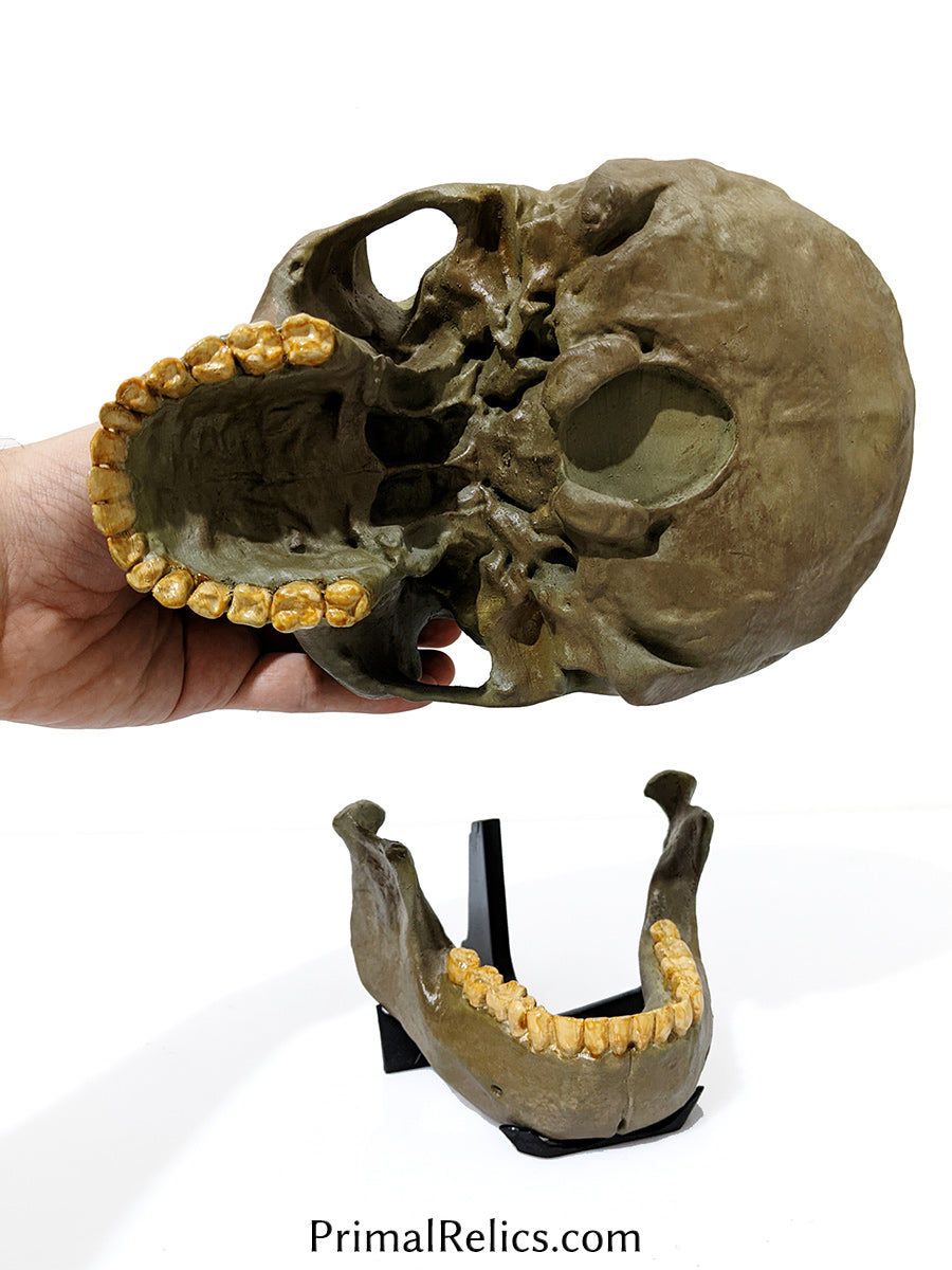 Homo heidelbergensis skull