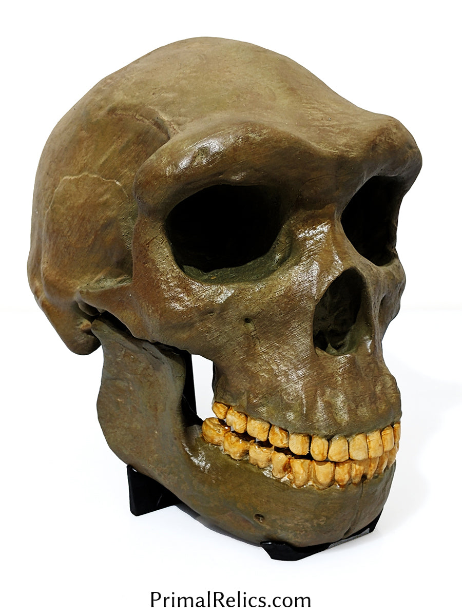 Homo heidelbergensis skull