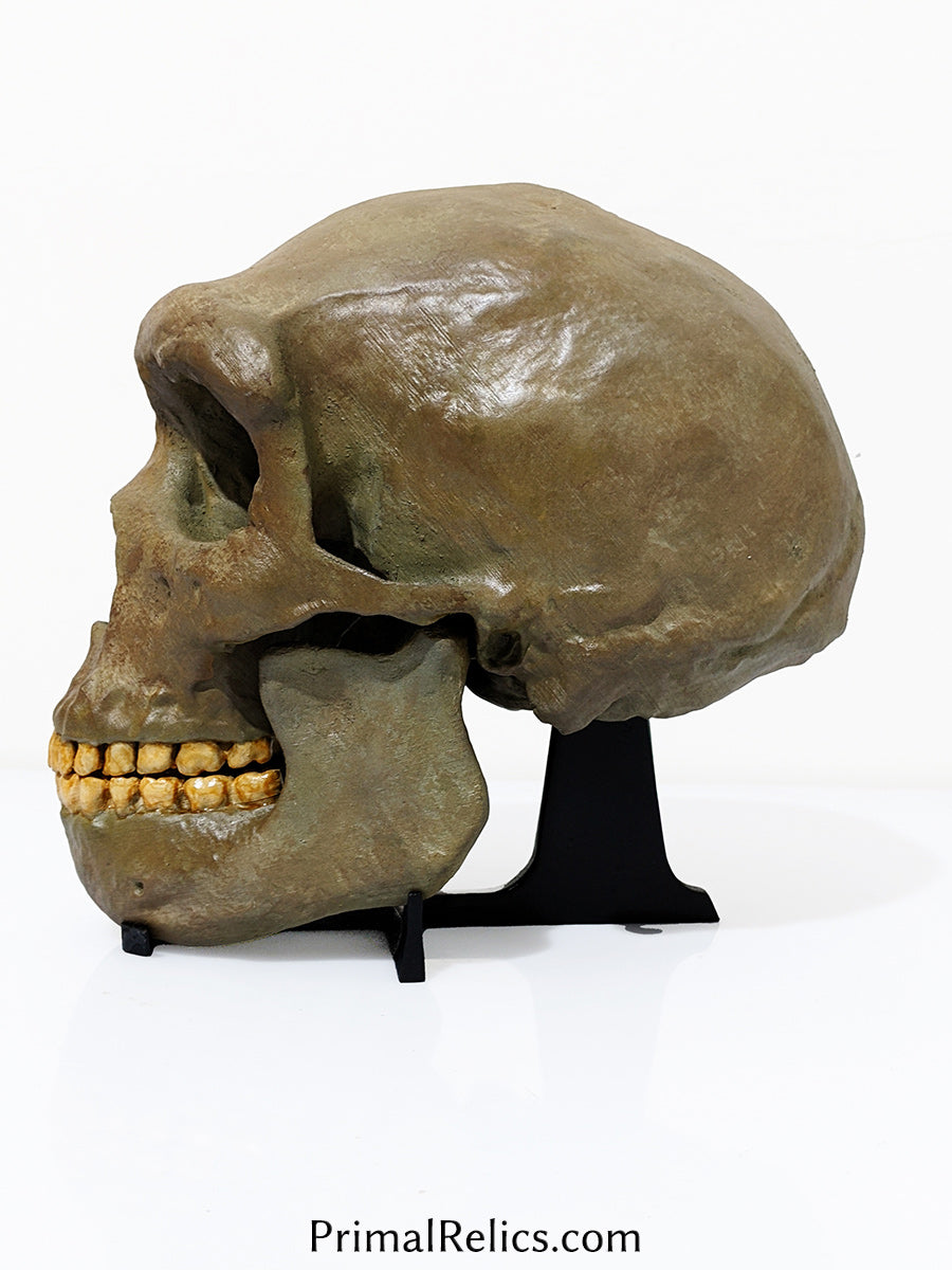 Homo heidelbergensis skull