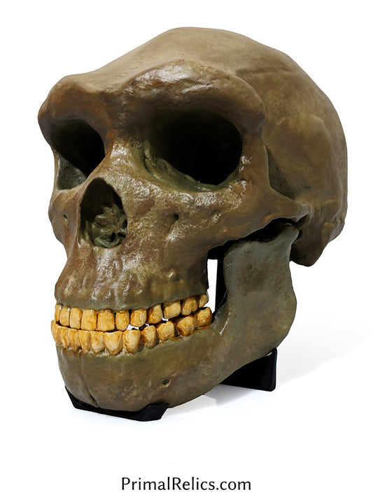 Homo heidelbergensis skull