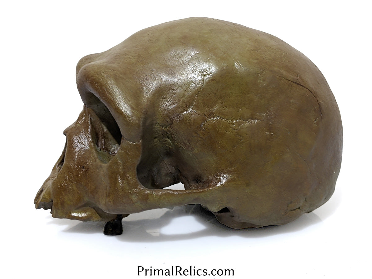 Homo longi cranium (no mandible)