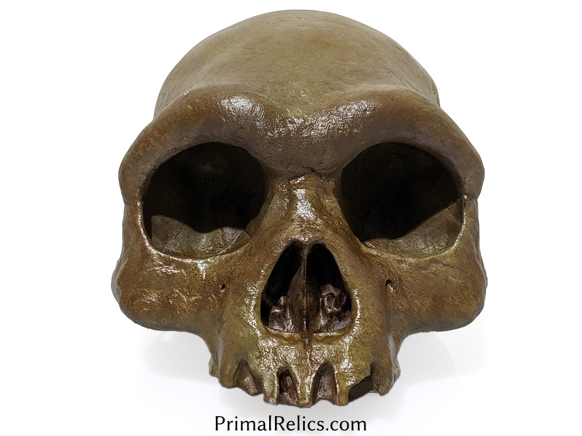 Homo longi cranium (no mandible)