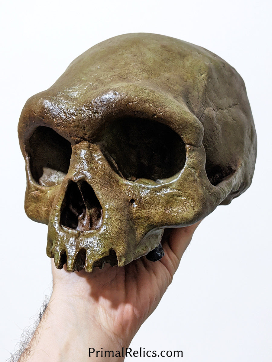 Homo longi cranium (no mandible)