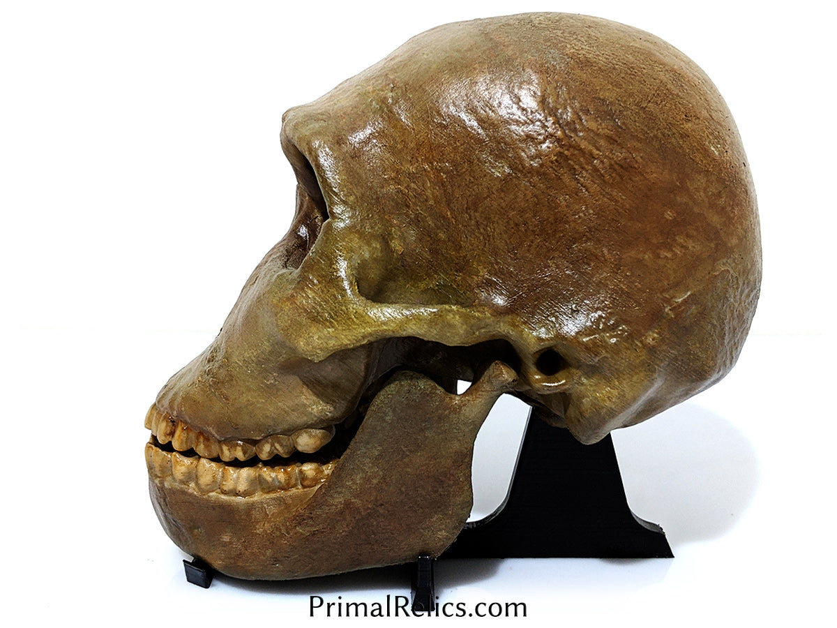 Homo naledi skull