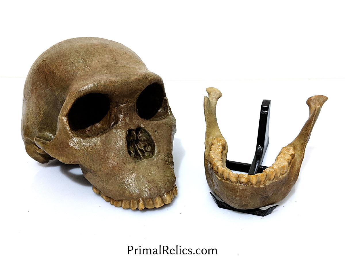 Homo naledi skull