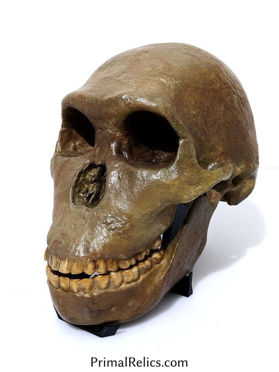 Homo naledi skull