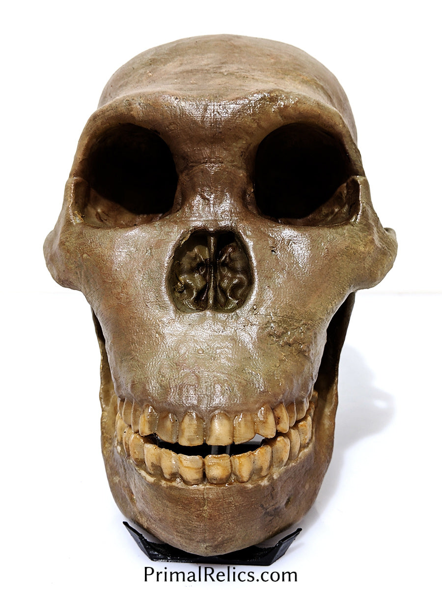 Homo naledi skull