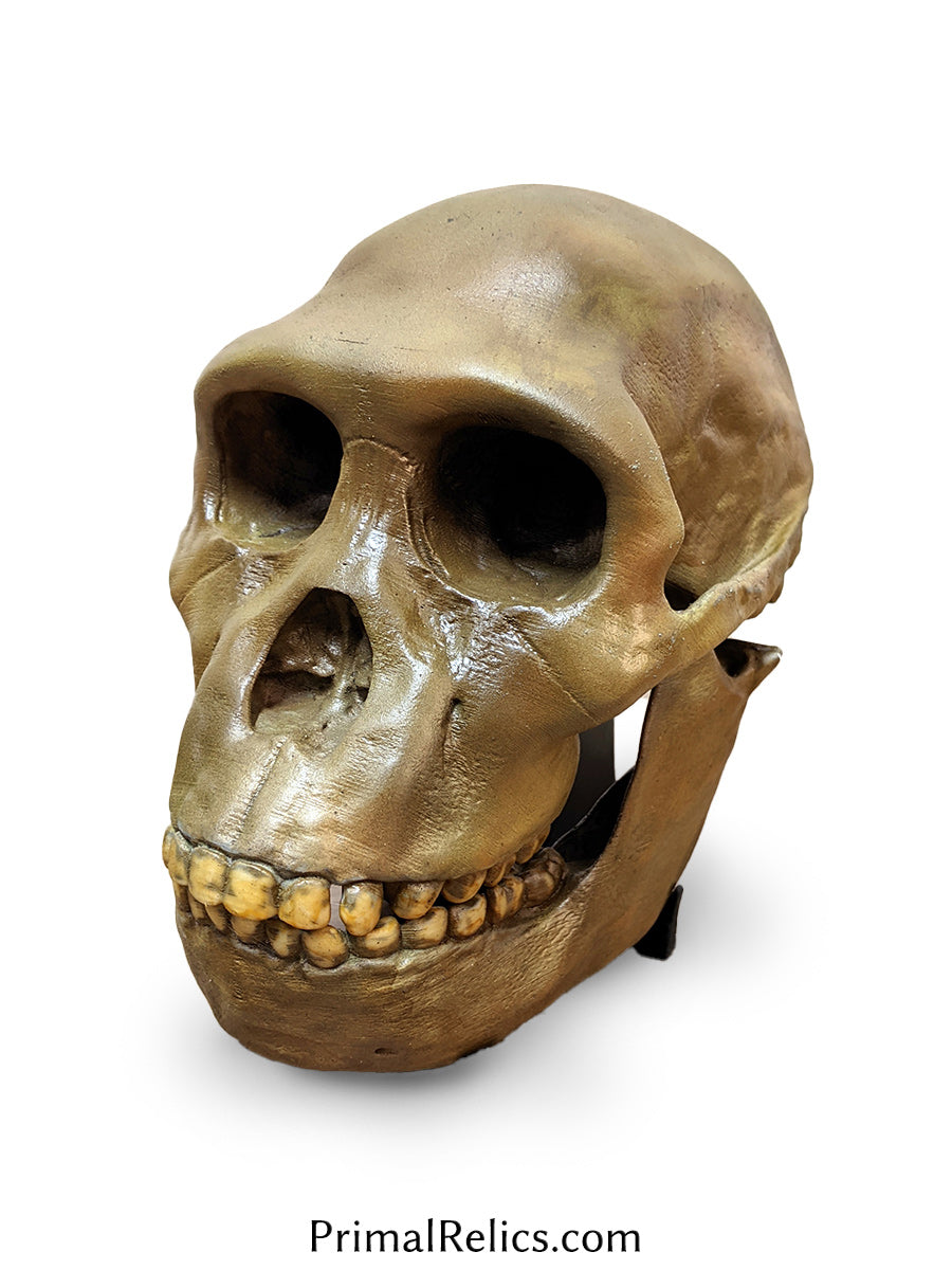 Australopithecus sediba skull