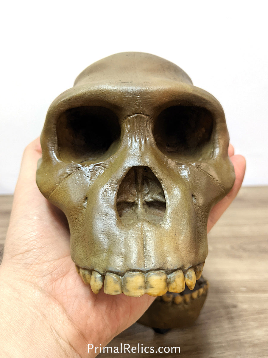 Australopithecus sediba skull