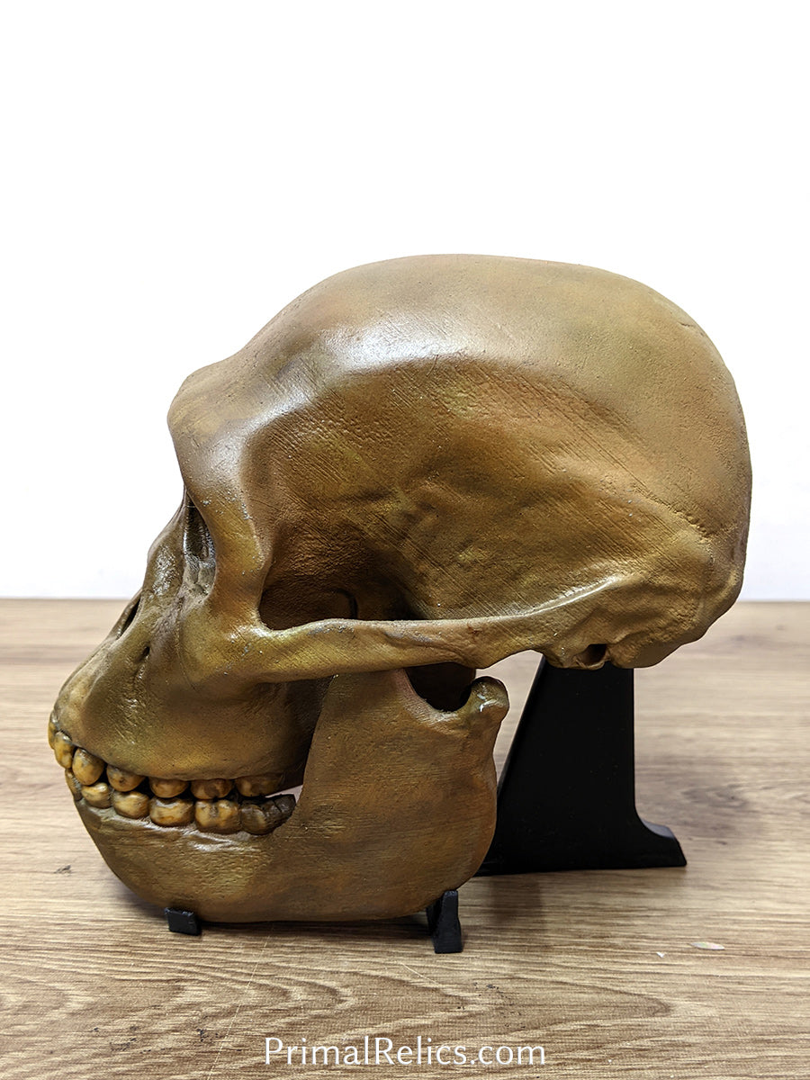 Australopithecus sediba skull