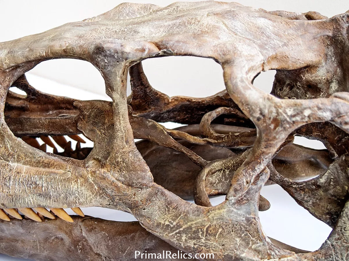 Utahraptor ostrommaysi skull