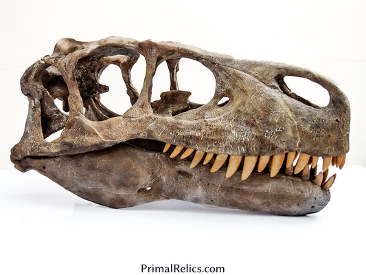 Utahraptor ostrommaysi skull